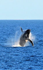 Australia Lesbian Adventure Cruise 2026