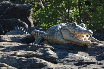 Australia lesbian adventure cruise - saltwater crocodile