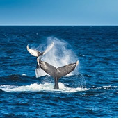 Baja Whales Lesbian Adventure Cruise 2025