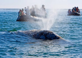 Magdalena Bay whale watching
