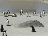 South Africa lesbian tour - penguins