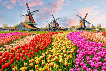 Holland Tulips LGBT cruise