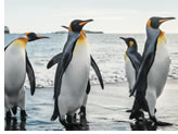 Antarctica Voyage Luxury Gay Cruise 2020