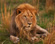 Botswana gay safari