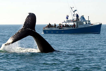 Vacaya Provincetown gay excursions