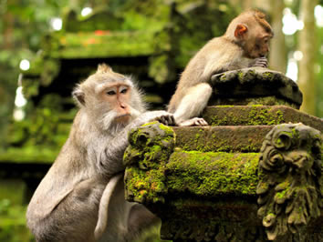 Bali gay tour - Sacred Monkey Forest