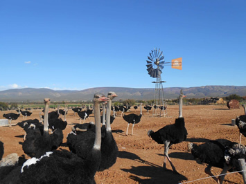 South Africa gay tour - Ostrich at Highgate