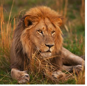 Botswana luxury gay safari