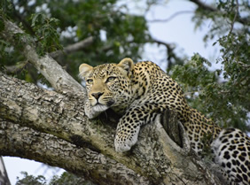 Botswana safari tour