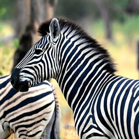 Botswana zebra safari
