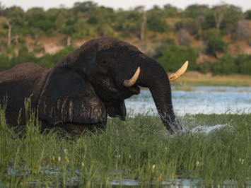 Chobe gay safari cruise