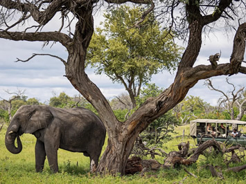 Botswana gay safari adventure