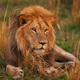 Botswana lion safari