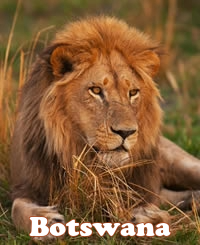 Botswana Luxury Gay Safari Tour