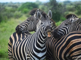 Botswana zebra safari