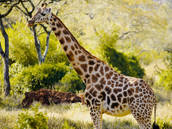 Feline Fields Lodge giraffe