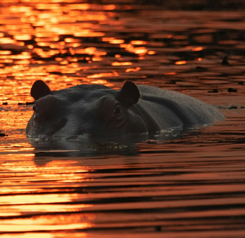Gay Botswana tour