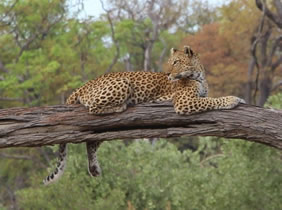 South Africa gay safari cat in tree