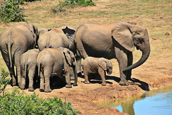 South Africa gay safari elephants