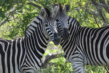South Africa gay safari zebra