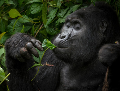 Africa Luxury Gay Tour