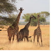Gay Africa Luxury Safari Tour