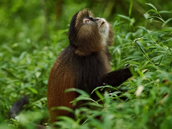 Golden monkey gay trek