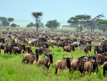 Tanzania gay safari - Great Wildebeest Migration