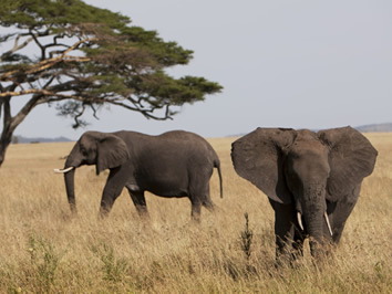 Serengeti gay safari tour