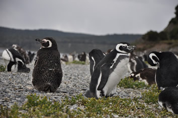 Ushuaia gay tour penguins