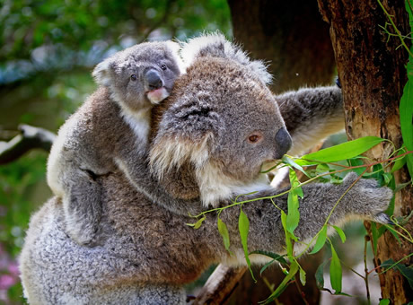 Australia Gay Tour