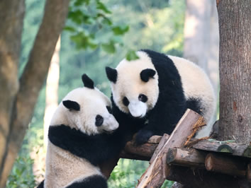 China gay tour panda