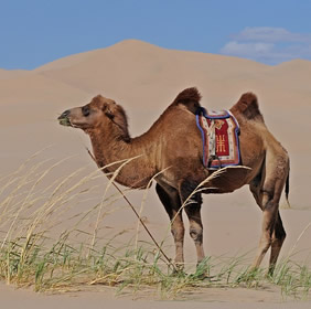 Mongolia desert camel