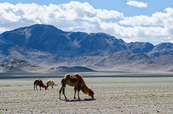 Mongolia gay travel