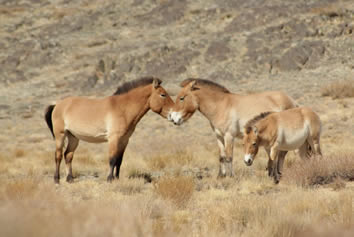 Mongolia gay tour - Takhi horses