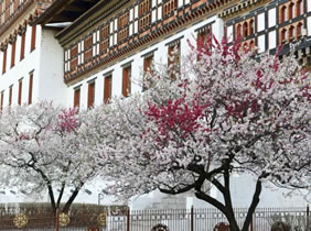 Bhutan gay tour - cherry tree