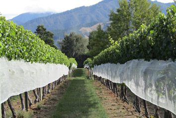 Blenheim vineyard gay tour