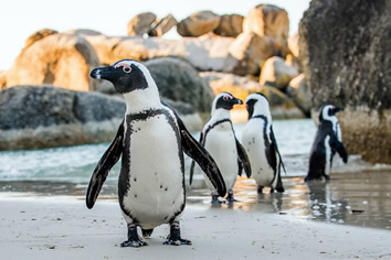 Cape Peninsula penguins