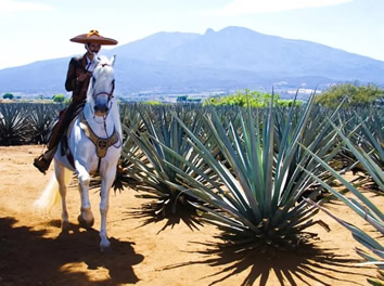 Tequila Mexico gay tour