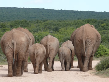Namibia gay safari elephants