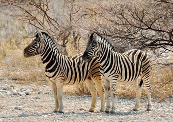 Namibia gay safari tour