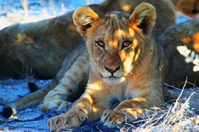 Namibia gay safari lion