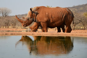 Namibia gay safari rhinos
