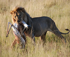 Gay Namibia safari