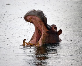 Namibia hippo