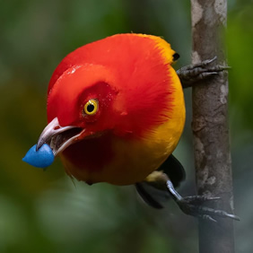Papua New Guinea bowerbird