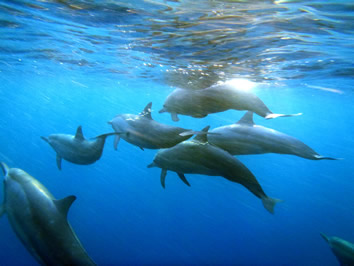 Papua New Guinea gay tour - spinner dolphins