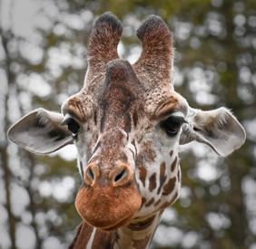 South Africa gay safari giraffe