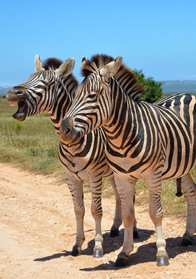 South Africa safari