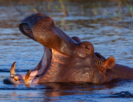 Botswana Gay Safari Tour